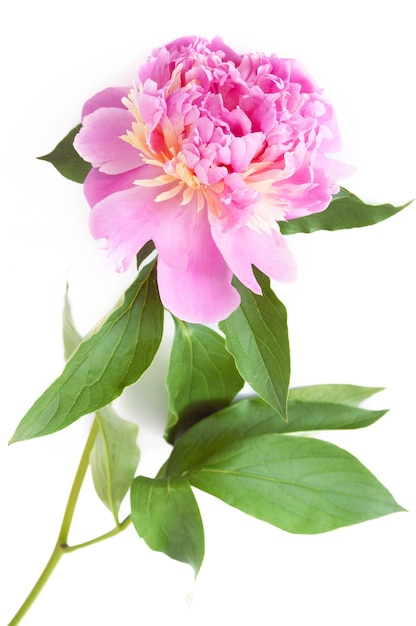 fiore su peonia rosa