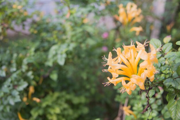 Fiore su sfondo floreale naturale