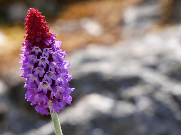 Fiore su sfondo naturale sfocato