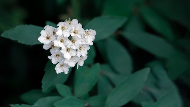 Fiore su sfondo verde