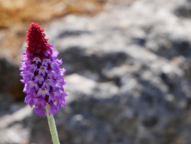 Fiore su uno sfondo naturale sfocato