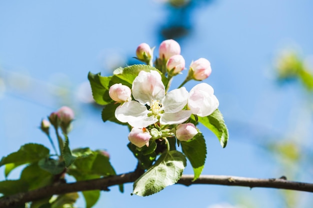 Fiore sul melo in fiore da vicino in primavera