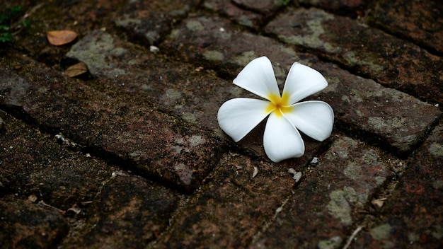 Fiore sul pavimento