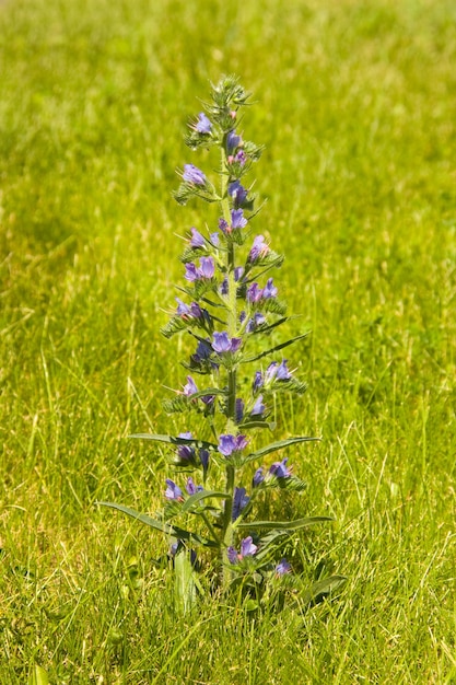 Fiore sul prato