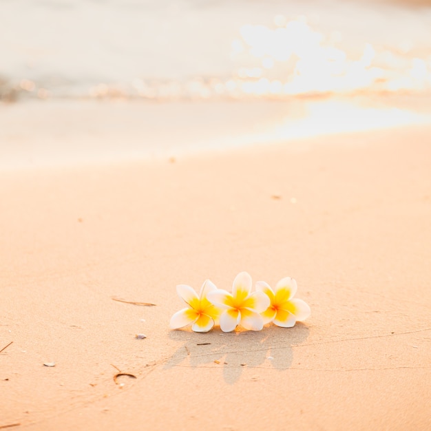 Fiore sulla sabbia