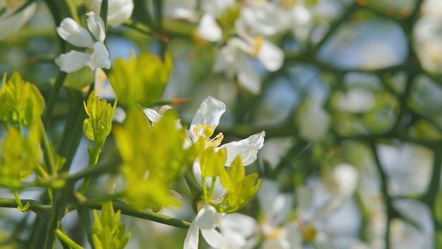 Fiore sullo sfondo luminoso della natura agrumi fiori bianchi dello sfondo del giardino primaverile da vicino