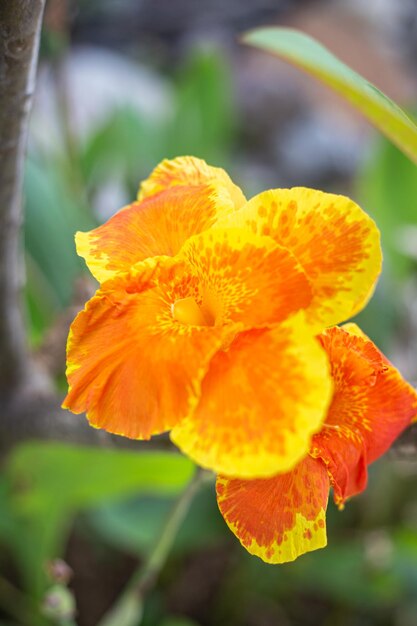 Fiore tropicale arancione brillante Bellezza in natura piante esotiche