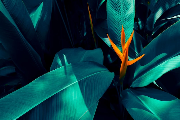 Fiore tropicale che fiorisce sul fondo scuro della natura