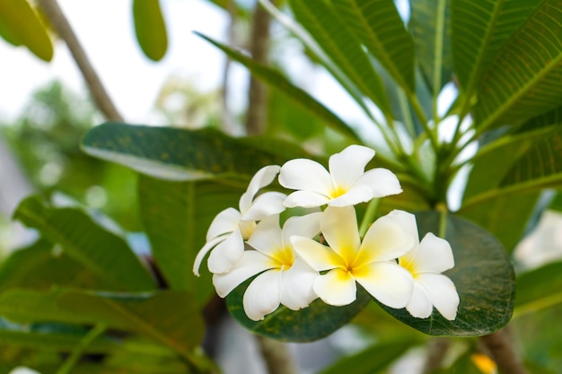 Fiore tropicale del frangipane che cresce all'aperto in Tailandia.