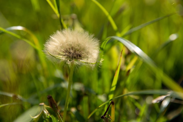 Fiore tropicale nel campo vegetazione verde naturale bellissimo paesaggio estivo