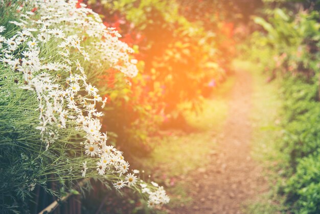 Fiore tropicale nel parco delle piante, immagine d&#39;annata del filtro