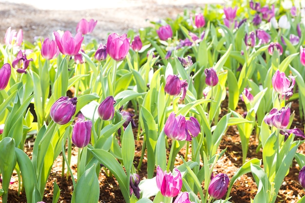 Fiore tulipano viola