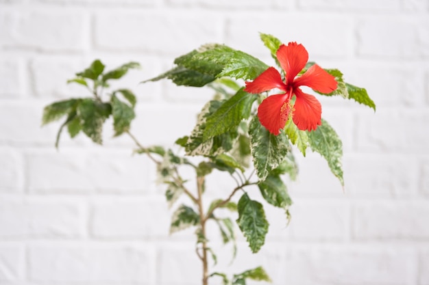 Fiore varietale di ibisco rosso con foglie variegate in una fioriera di vimini all'interno contro un muro di mattoni bianchi Piante da appartamento in crescita in una pentola a casa verde