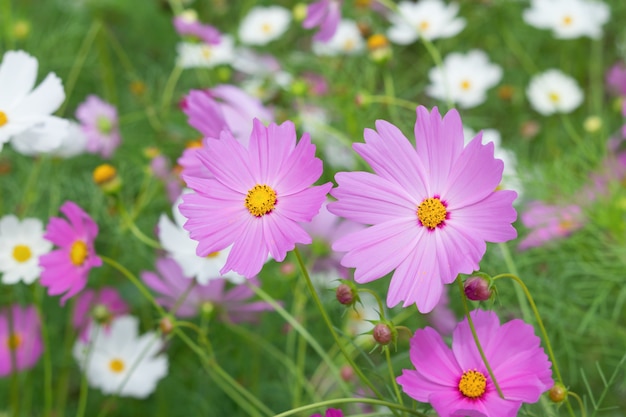 Fiore variopinto dell&#39;universo con il fondo del giardino della sfuocatura