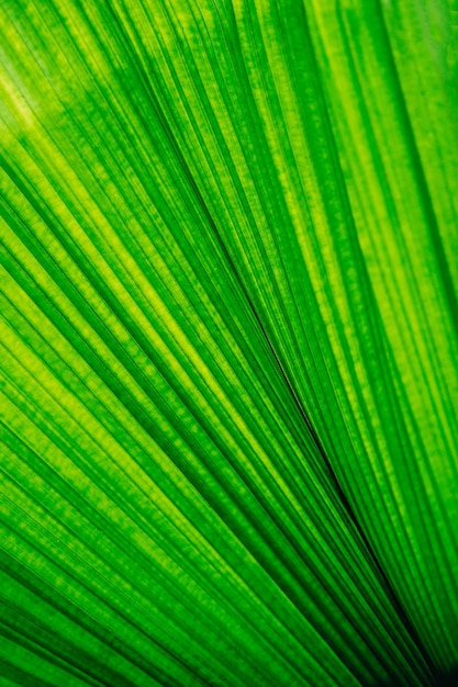 Fiore variopinto delle foglie tropicali sulla natura verde scuro del fogliame di verde scuro del fondo della natura tropicale scura