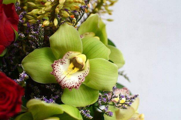 Fiore verde del cymbidium su fondo bianco