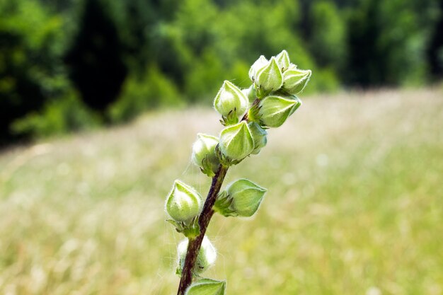 Fiore verde nel prato