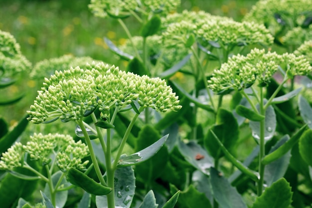 Fiore verde sullo sfondo di foglie ed erba