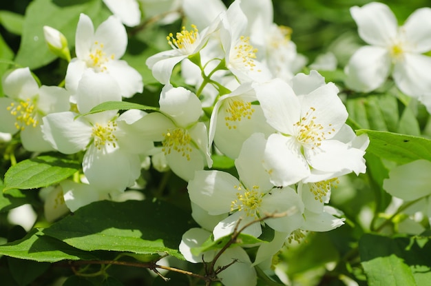 Fiore vintage di gelsomino