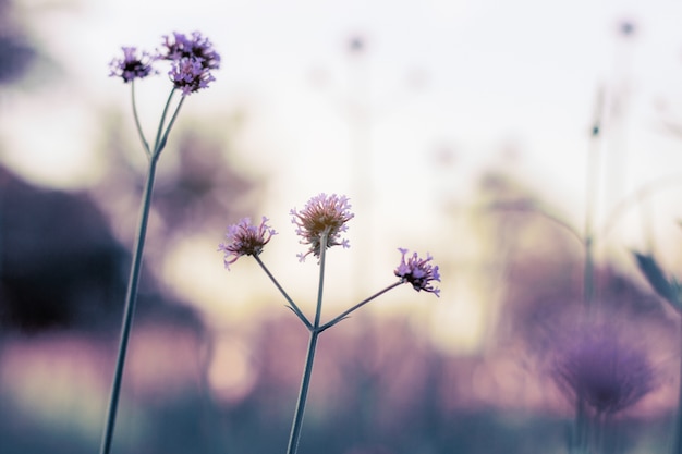 Fiore viola al cielo.