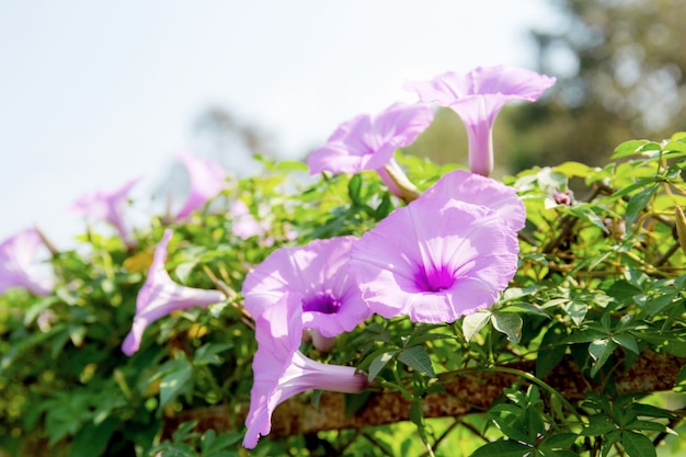 Fiore viola al sole in estate.