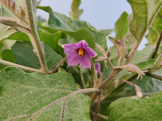 Fiore viola brinjal che fiorisce nel giardinaggio della cucina del cortile, primo piano del fiore della melanzana.