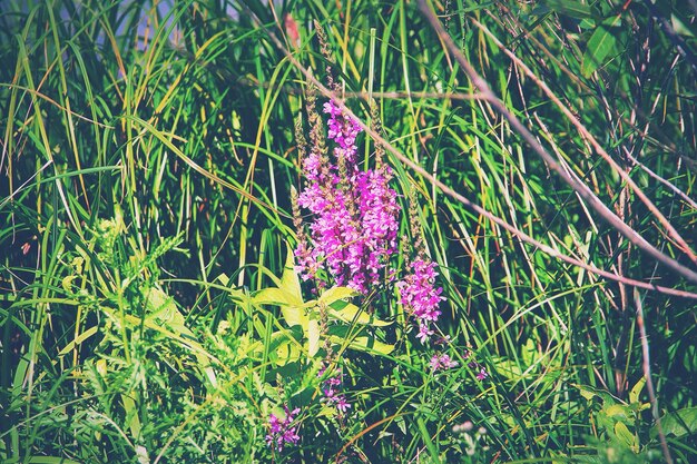 Fiore viola che fiorisce all'aperto