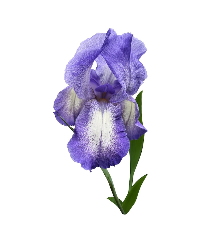 Foto fiore viola chiaro dell'iride con il ritaglio del primo piano delle foglie con la decorazione floreale dell'elemento di disegno del percorso di ritaglio