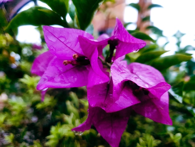 Fiore viola con goccia d'acqua su sfondo nero Foglie verdi texture di sfondo