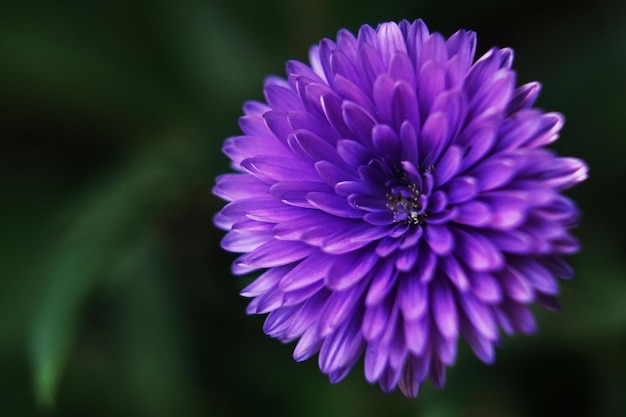 Fiore viola con sfondo sfocato