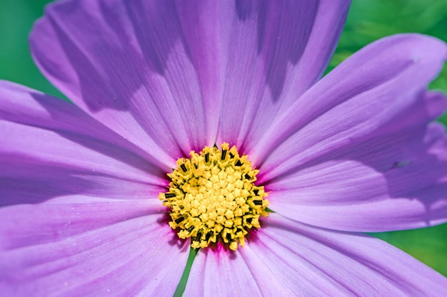 fiore viola da vicino in un giardino