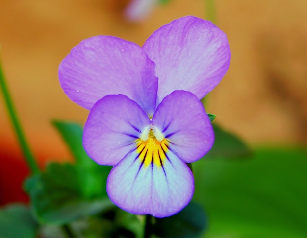 fiore viola del carciofo sulla macro