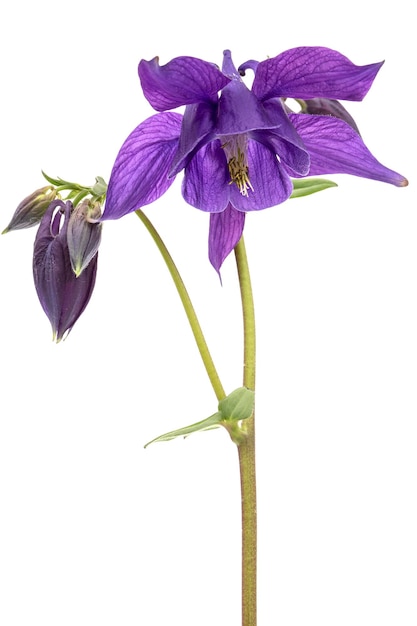 Fiore viola del fiore di aquilegia del primo piano del bacino idrografico isolato su priorità bassa bianca