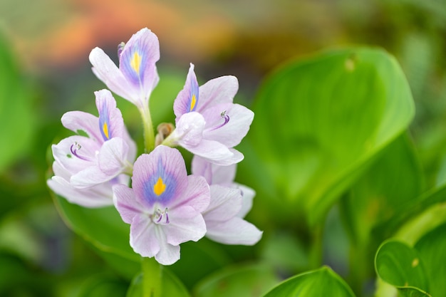 Fiore viola del giacinto in natura