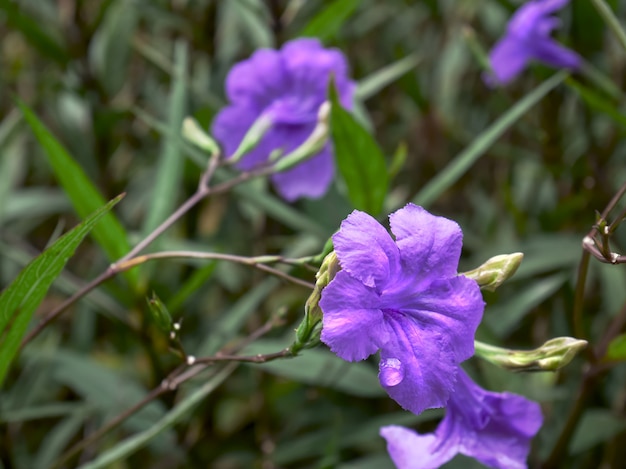 Fiore viola del primo piano con la goccia di acqua piovana sul petalo