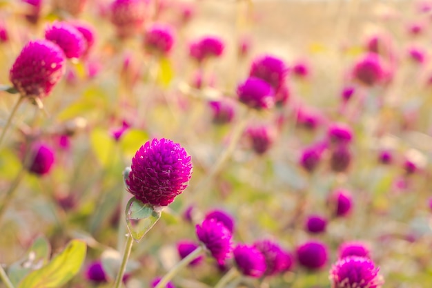 Fiore viola dell&#39;amaranto nel giardino con luce solare giusta