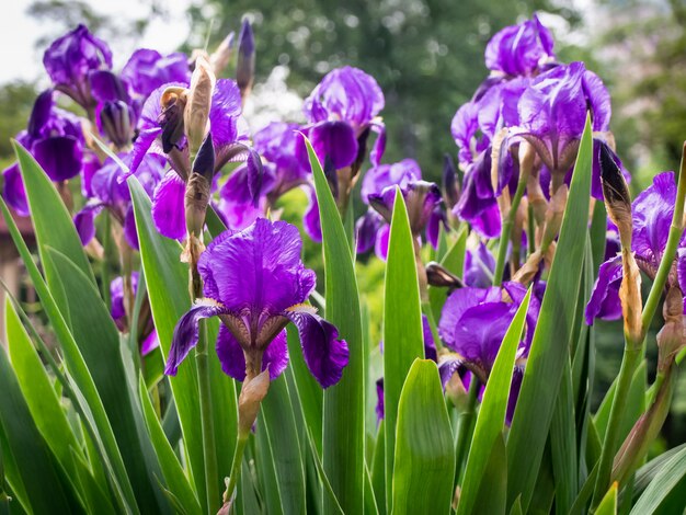 Fiore viola dell'iride, primo piano.