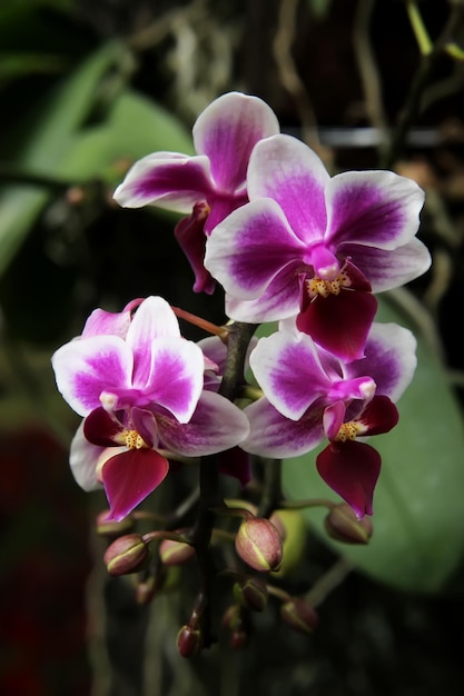 fiore viola dell'orchidea del dendrobium in giardino