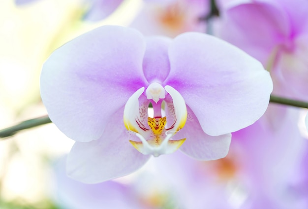 Fiore viola dell&#39;orchidea di phalaenopsis