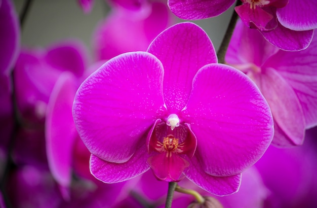 Fiore viola dell&#39;orchidea di phalaenopsis