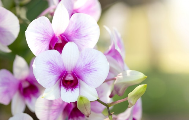 Fiore viola dell&#39;orchidea di phalaenopsis