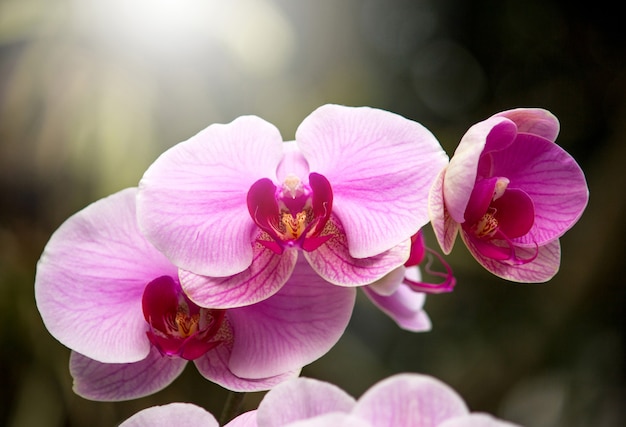 Fiore viola dell&#39;orchidea di phalaenopsis