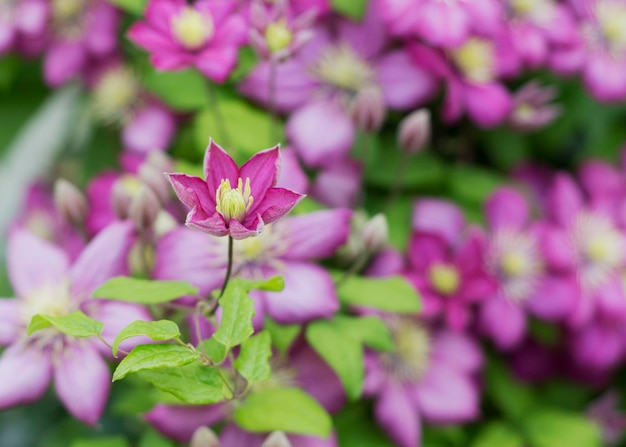 Fiore viola della clematide nel giardino 7