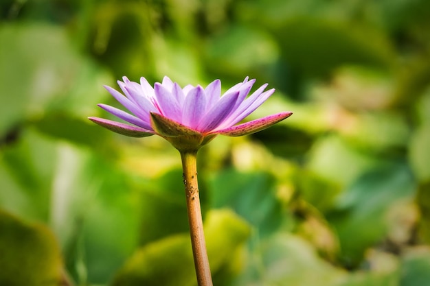 Fiore viola della ninfea che fiorisce nello stagno