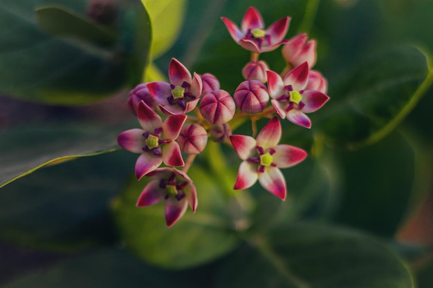 Fiore viola della spiaggia