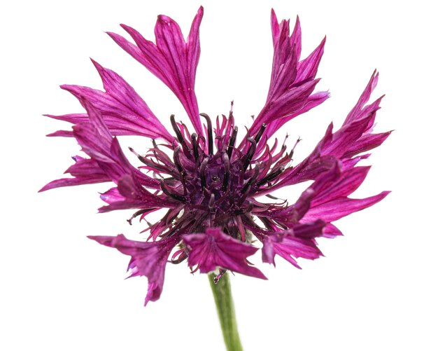 Fiore viola di fiordaliso lat Centaurea isolato su sfondo bianco