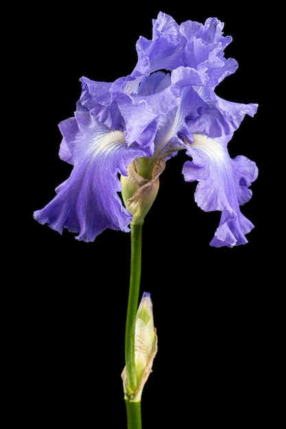 Fiore viola di iris isolato su sfondo nero