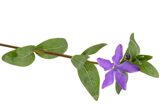 Fiore viola di pervinca lat Vinca isolato su sfondo bianco