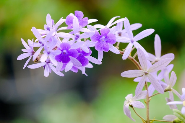 Fiore viola di Petrea Fiori sull&#39;albero.