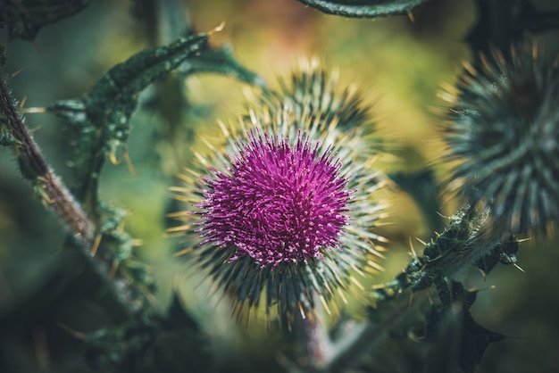 Fiore viola di un cardo selvatico in un giardino